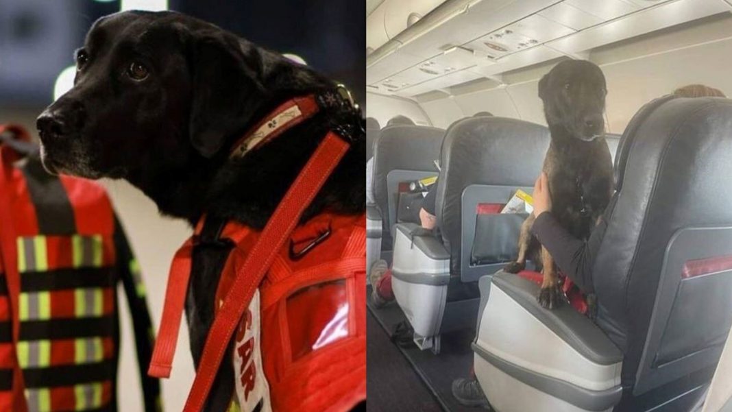 Perros rescatistas regresaron de Türkiye en vuelos de primera clase