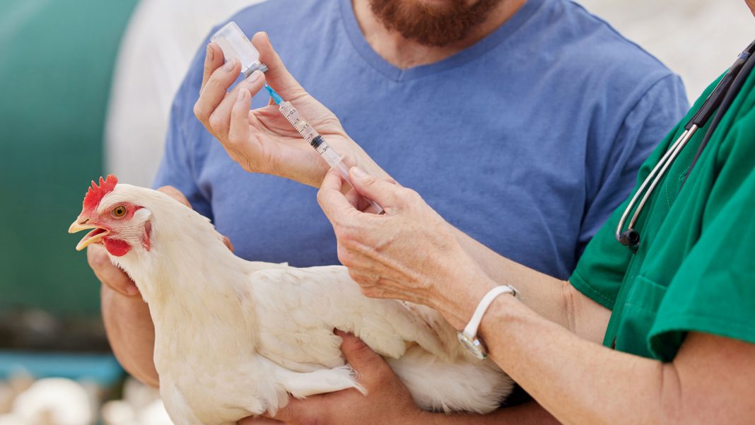 Uruguay declara emergencia por gripe aviar