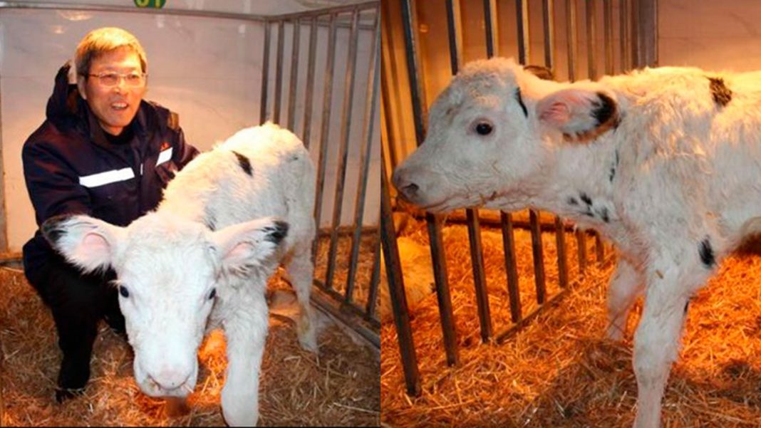 China realiza primera clonación de 3 súper vacas lecheras