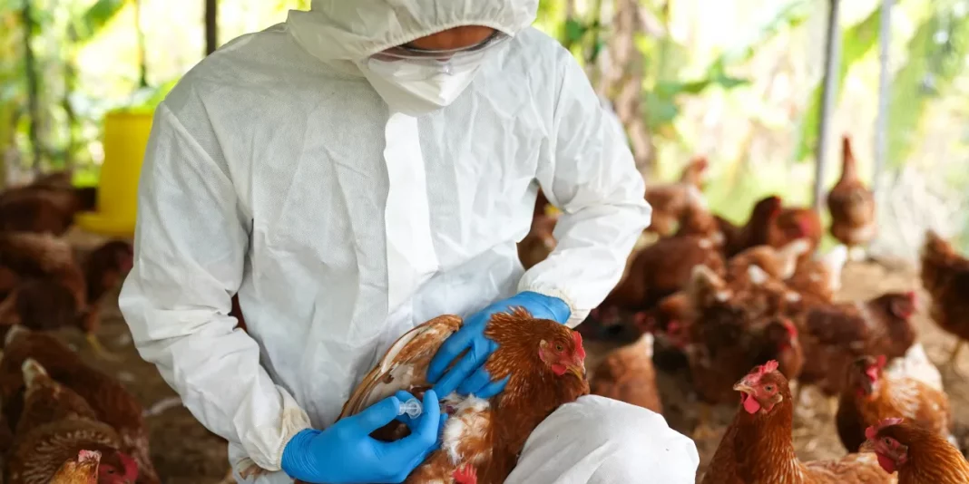 Ecuador iniciará inmunización contra gripe aviar