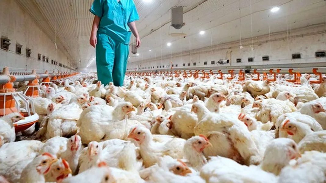 gripe aviar en Montevideo