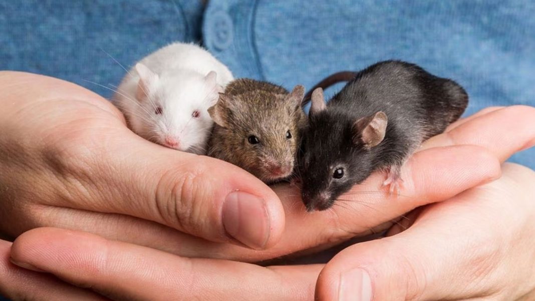 ratones sanos con dos padres