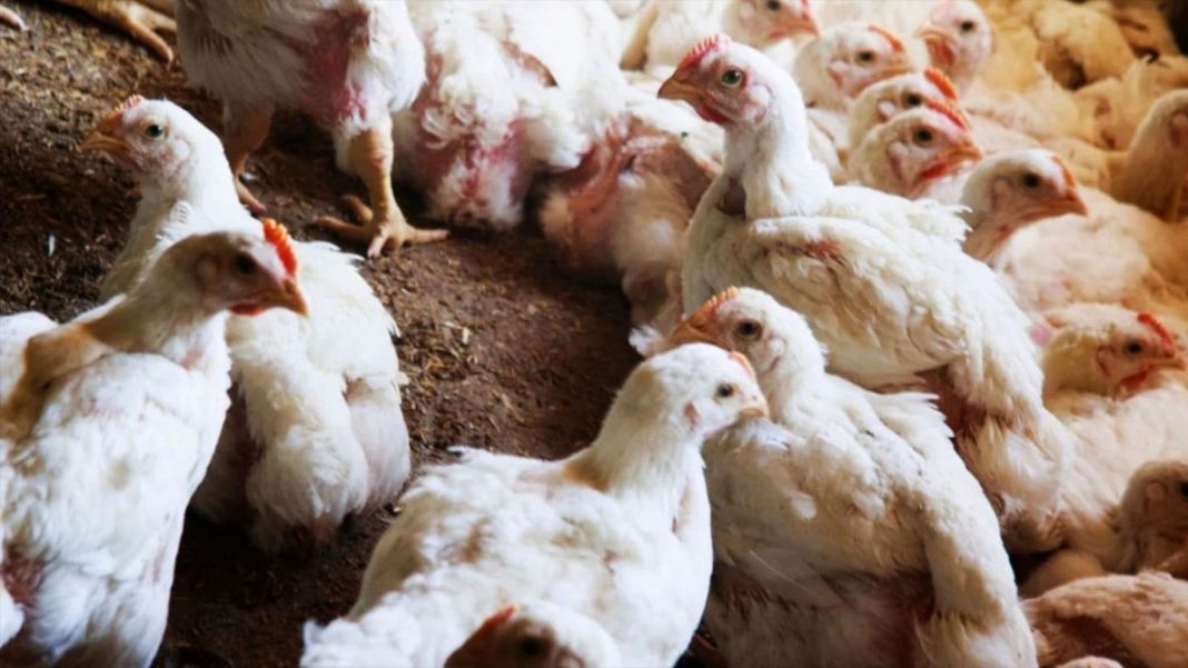 Chile en alerta por primer caso de gripe aviar en planta de aves de corral