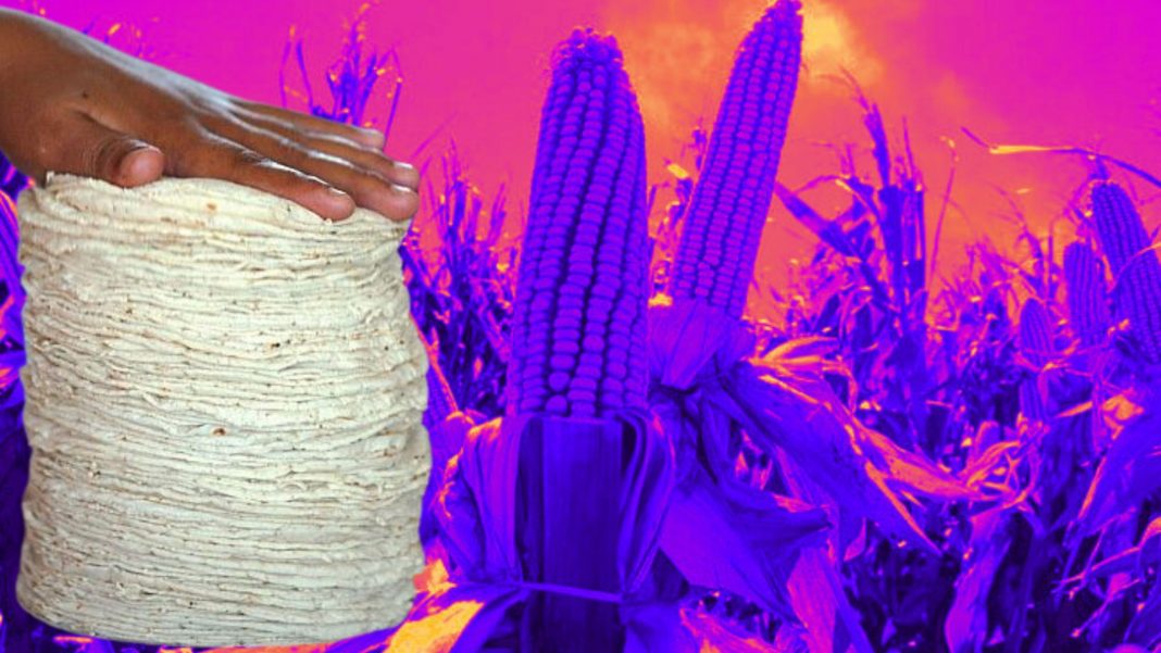 México maíz transgénico