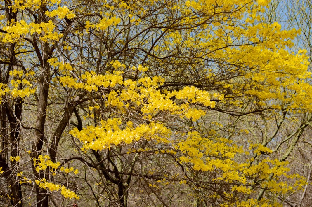 Primavera Amarilla Jardín
