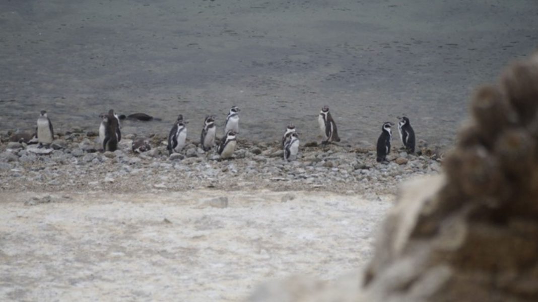 Chile pingüinos gripe aviar