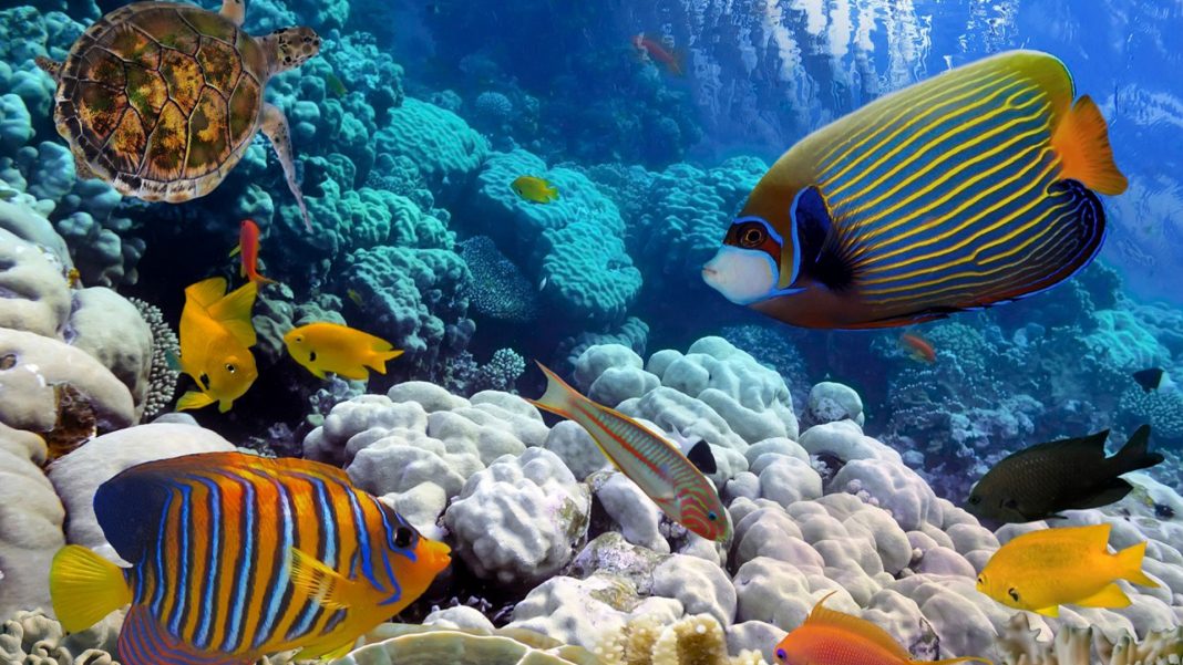 ONU proteger biodiversidad marina