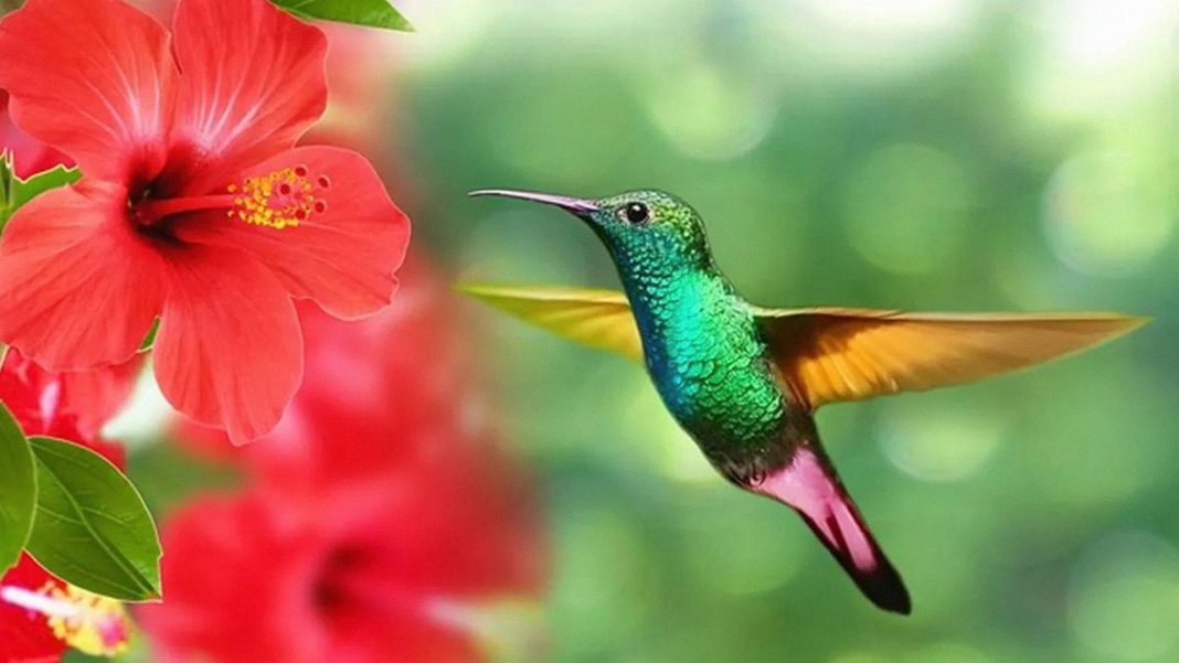 20 curiosidades fascinantes sobre el colibrí