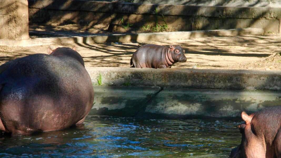 Llegó cría de hipopótamo al Parque Zoológico Bararida en Barquisimeto
