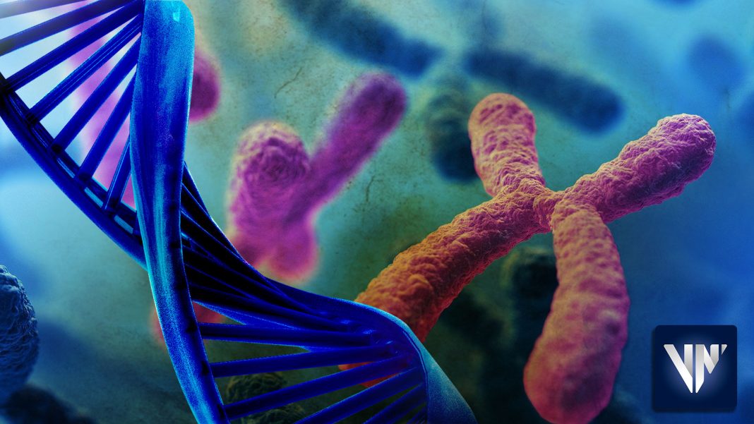cromosoma masculino genoma humano