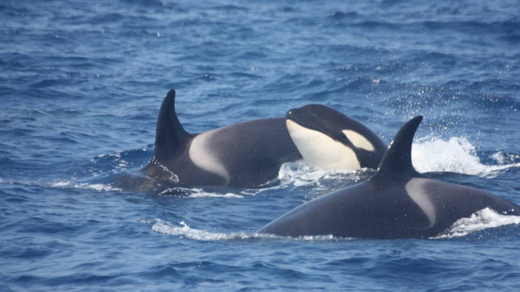 ballenas orca pescadores sucre