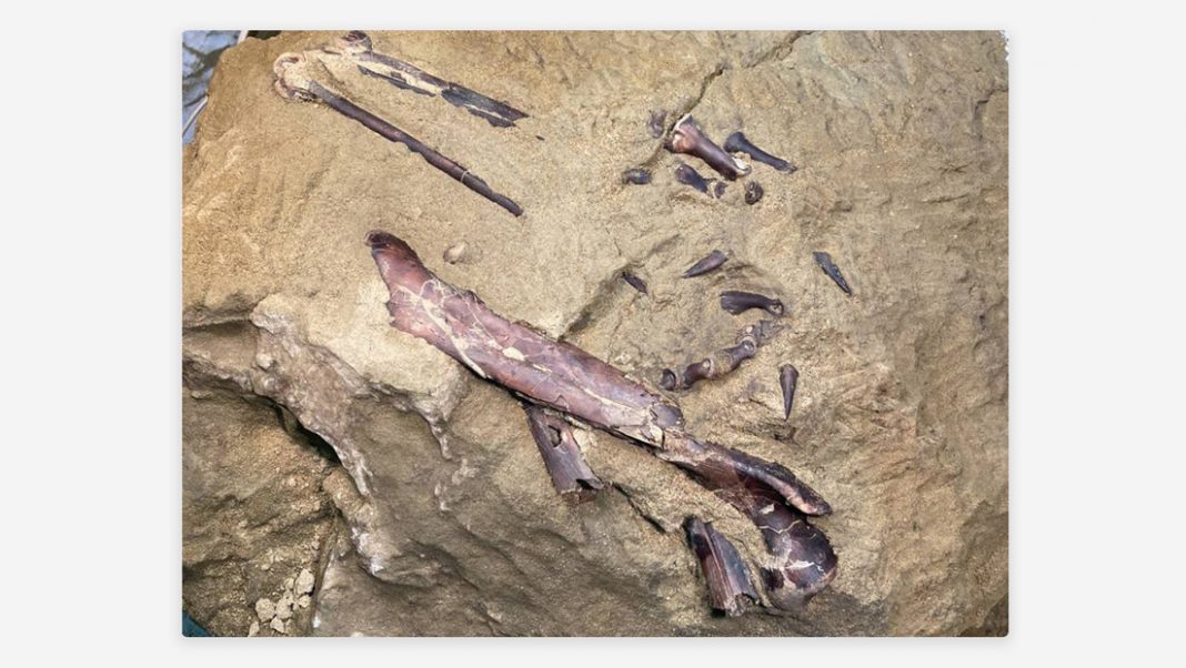 Científicos rusos restos dinosaurio Siberia