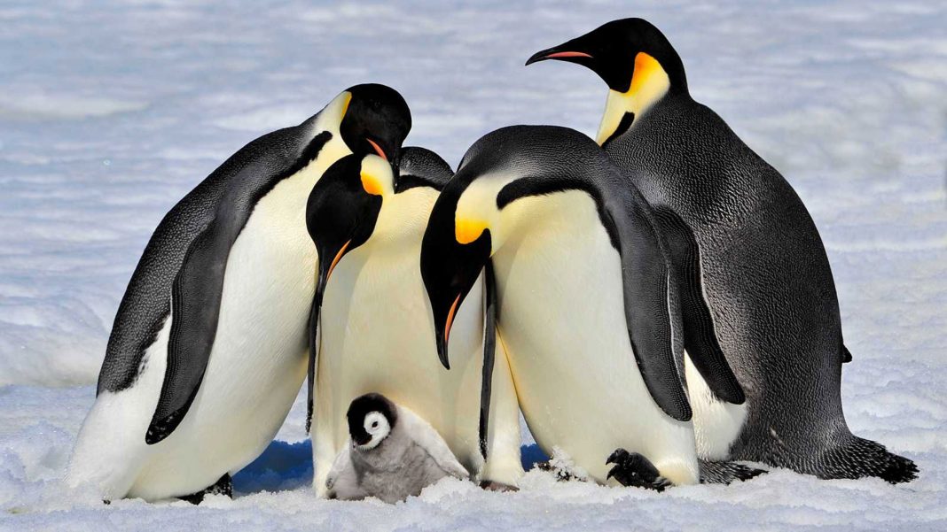Pérdida hielo Antártida afecta reproducción pingüinos