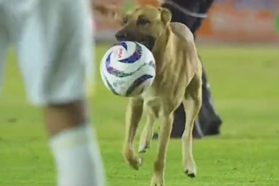 perro futbolista en la Liga Mexicana