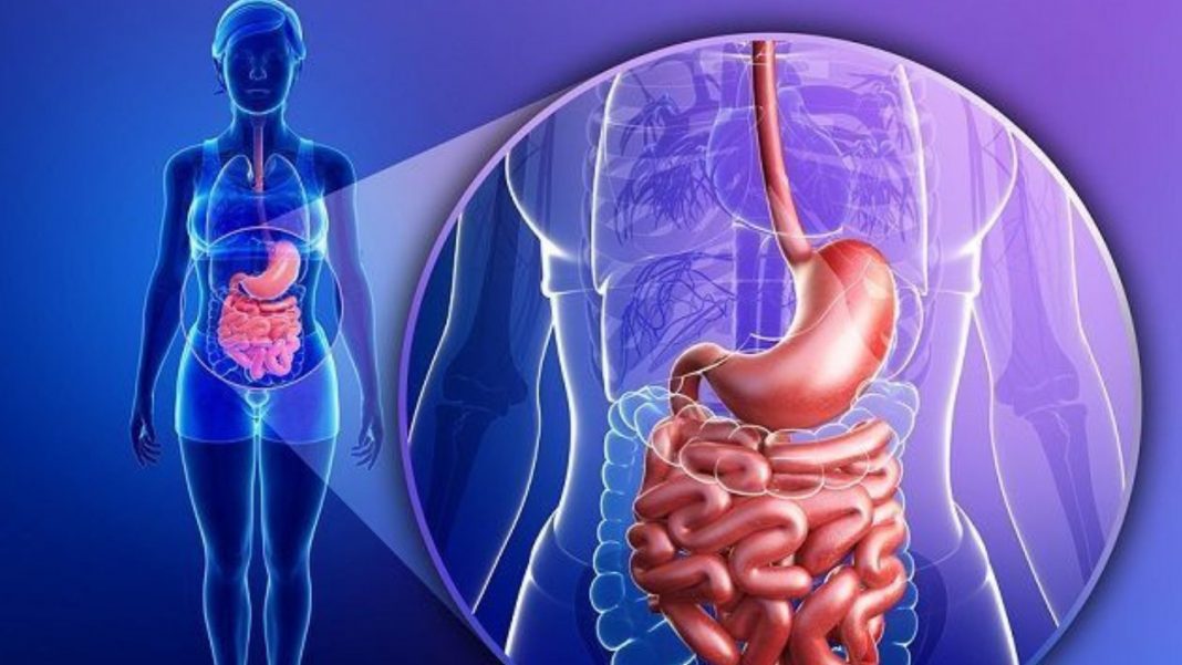 Bacterias intestinales ácido sulfúrico