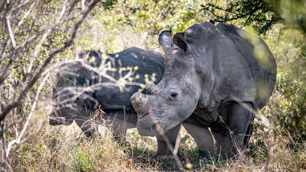 rinocerontes blancos serán liberados
