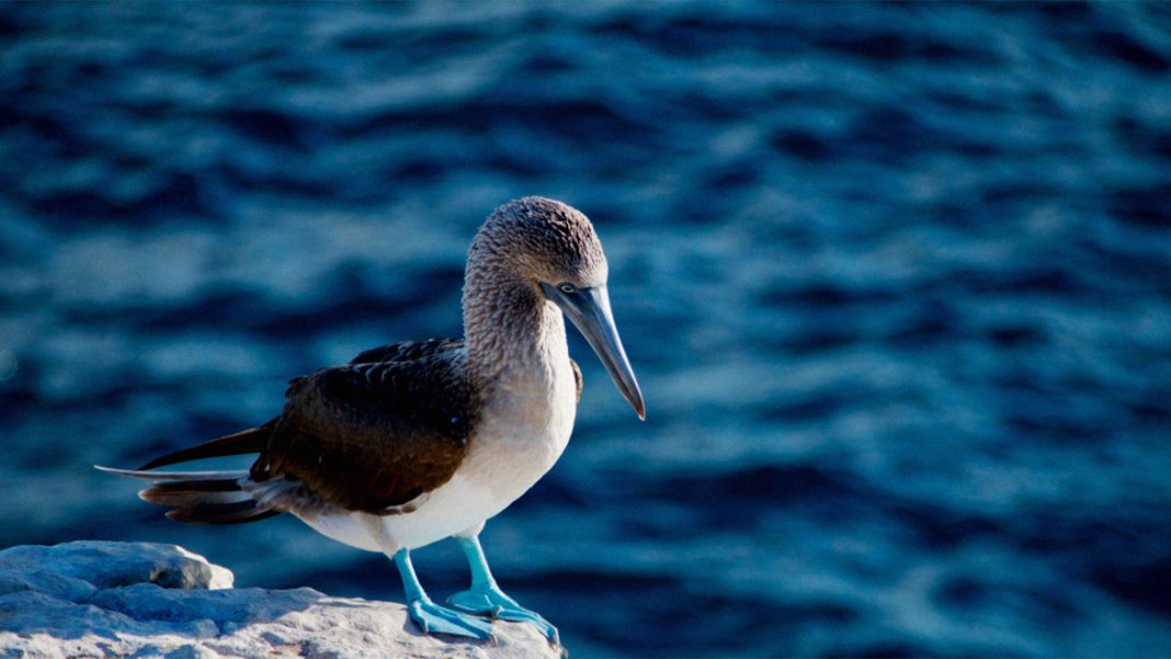 Protocolos sanitarios Galápagos por aves enfermas