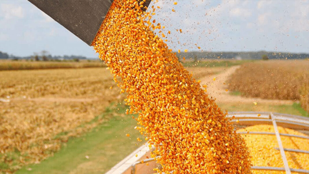 precio tonelada métrica maíz