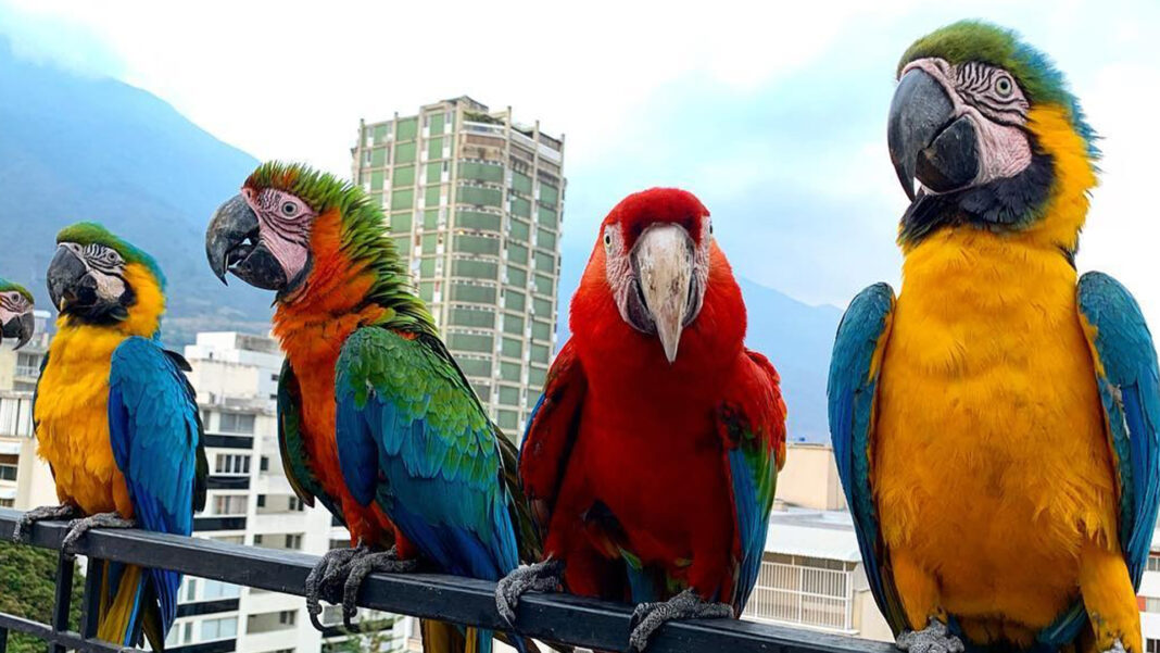 Caracas especies de aves