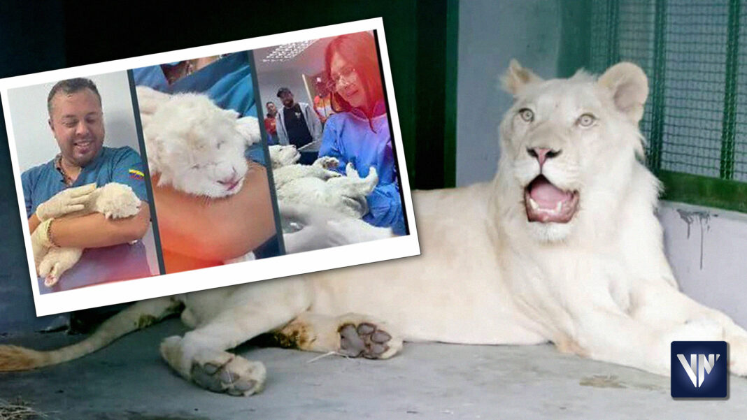 leones blancos Maracay Venezuela