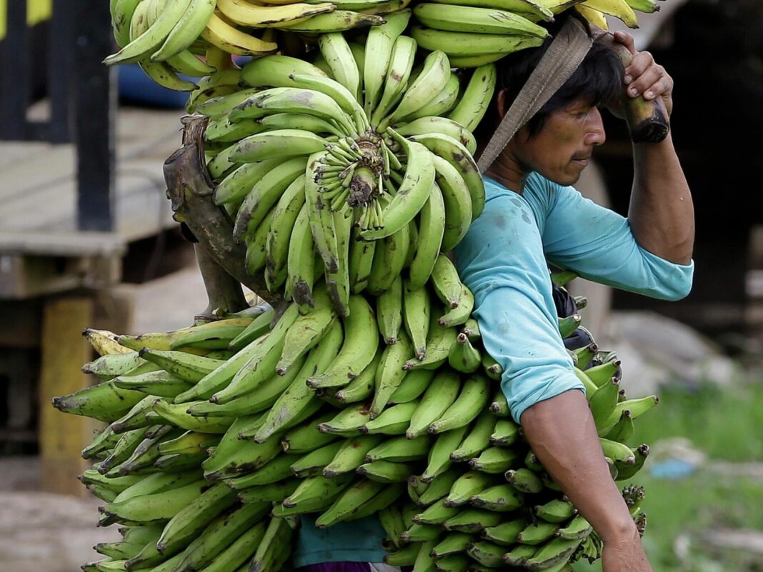 Rusia Bananas Ecuador India