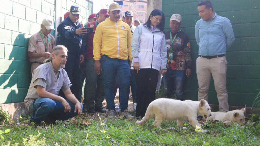 Zoológico Maracay leones blancos