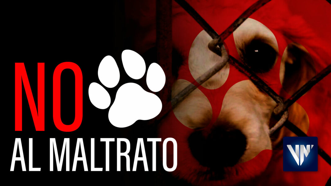 Venezuela ley mascotas maltrato animal