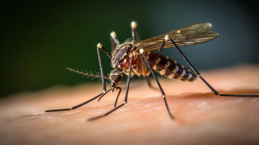 Epidemia dengue argentina