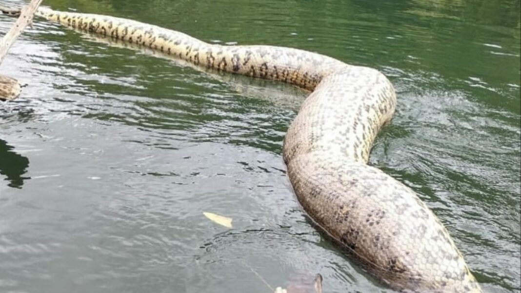 Amazonas anaconda mundo grande