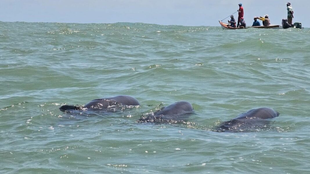 delfines rescatados Morrocoy