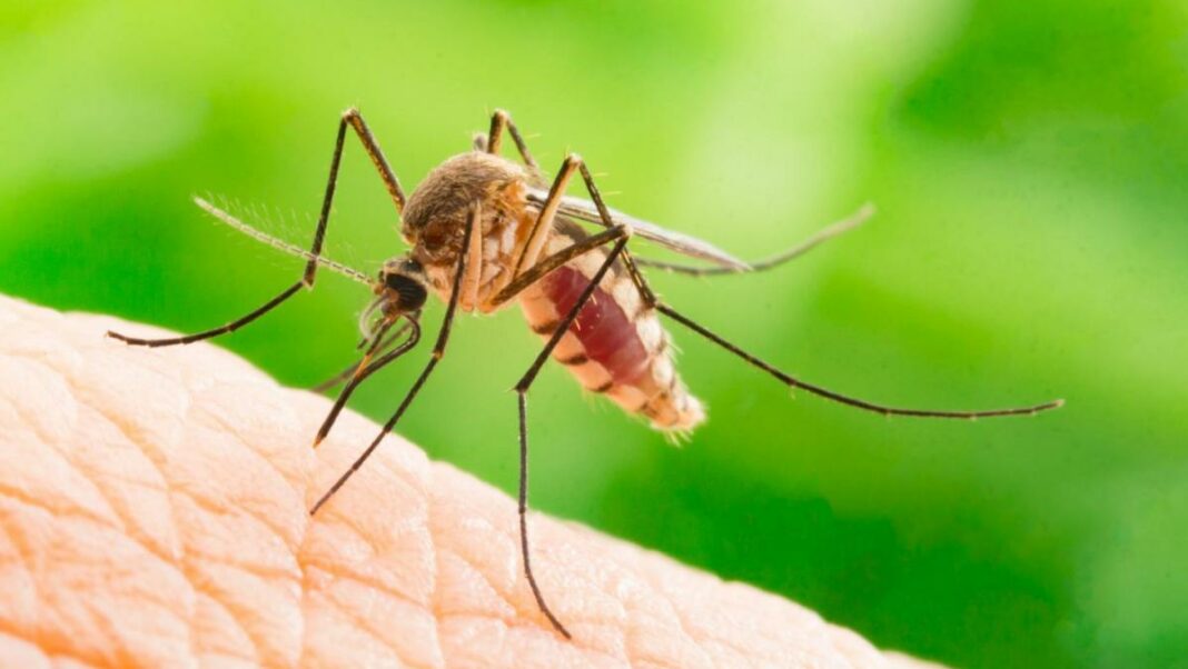 Bucaramanga alerta amarilla dengue
