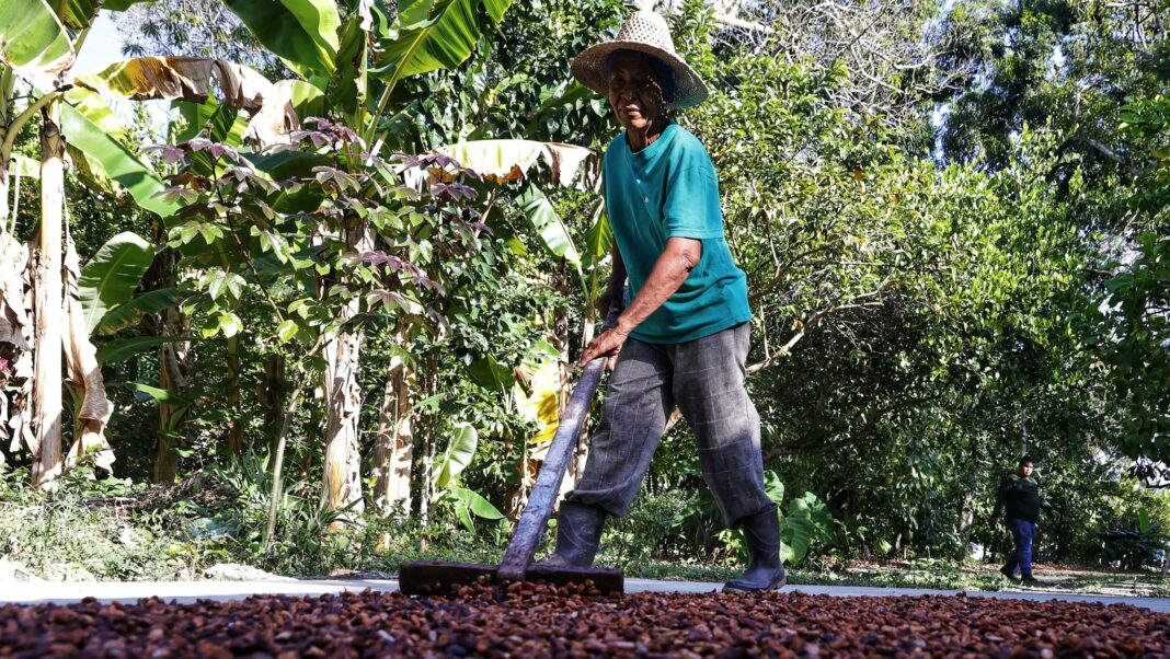 Alcaldía Río Chico inauguró escuela de cacao