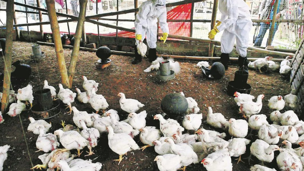 OMS México gripe aviar