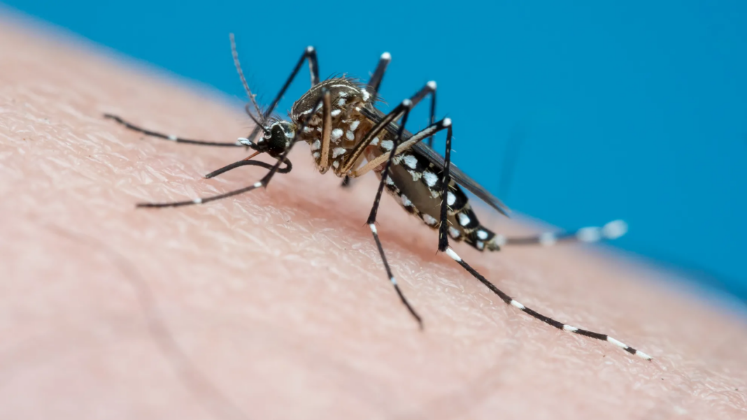 Trinidad y Tobago dengue