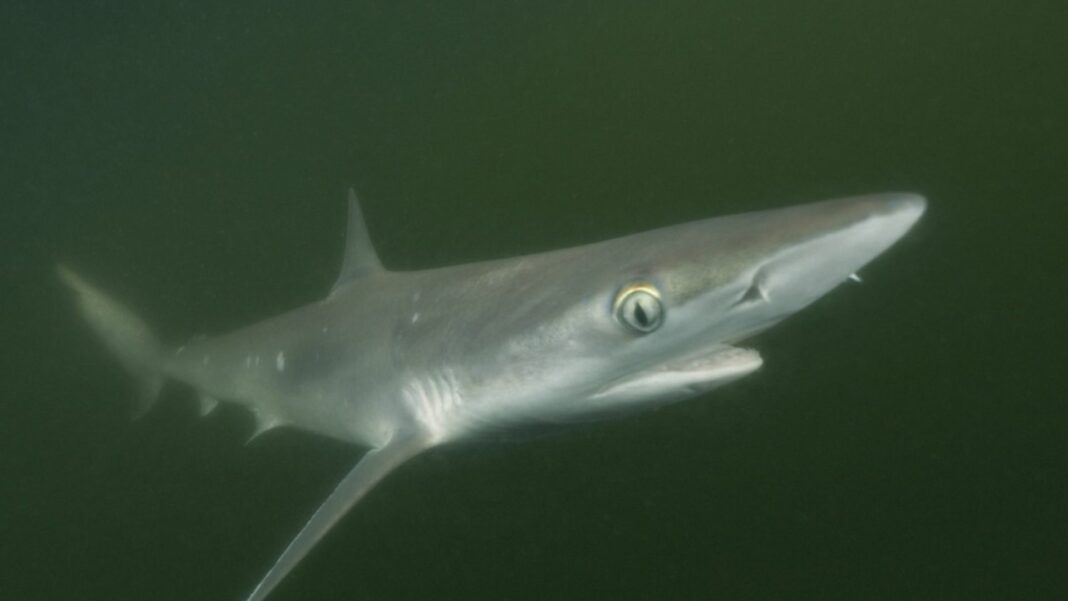 tiburones cocaína Brasil