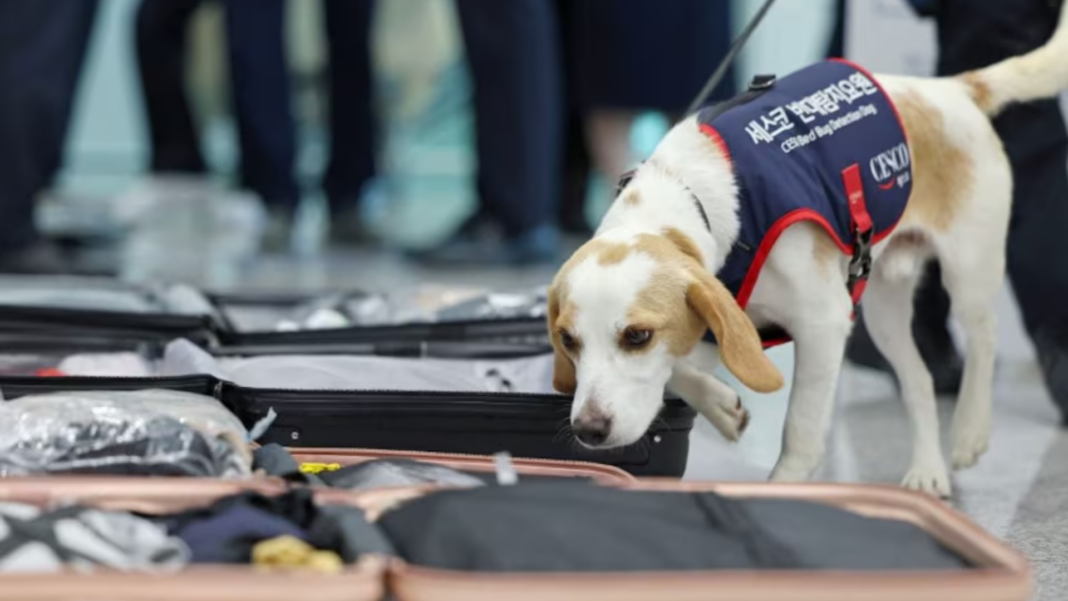 Perro chinches aeropuerto Corea del Sur