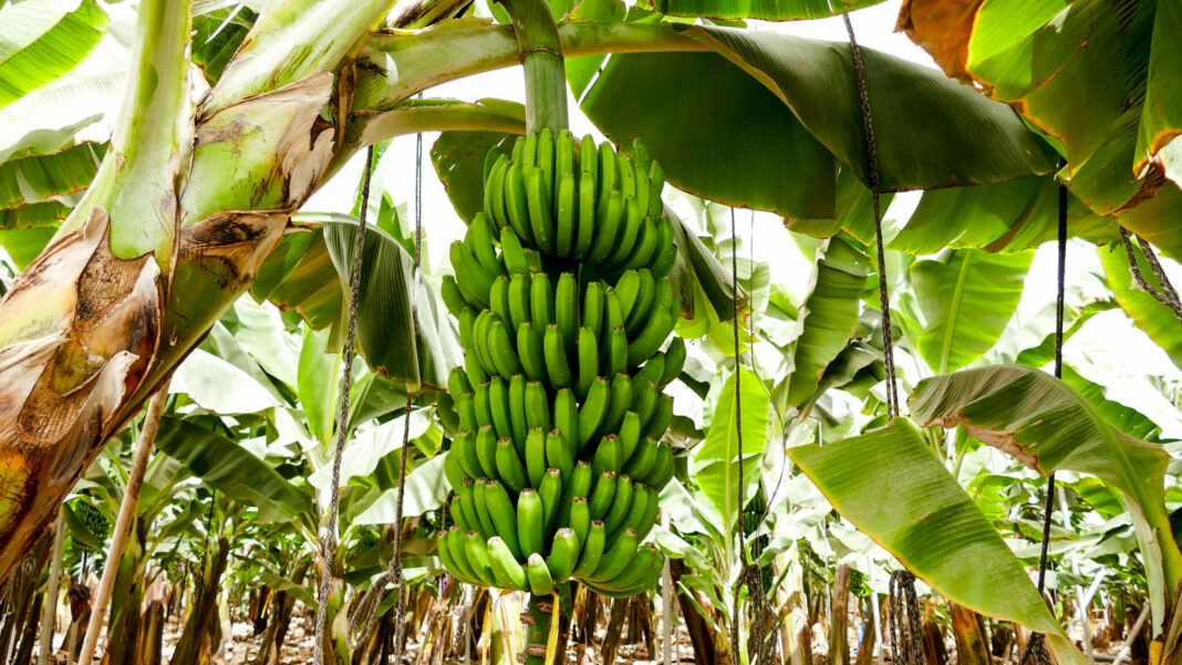 plátanos de Canarias