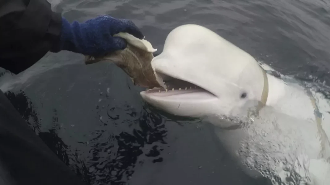 ballena rusa espía Hvaldimir