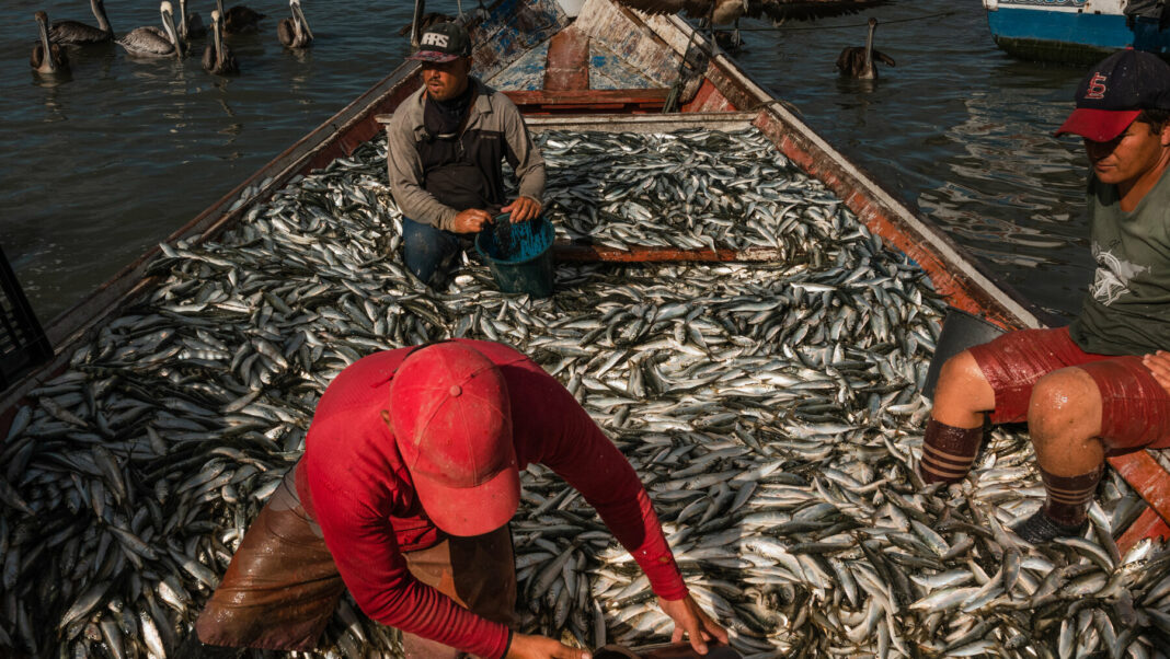 Exportación de peces Venezuela