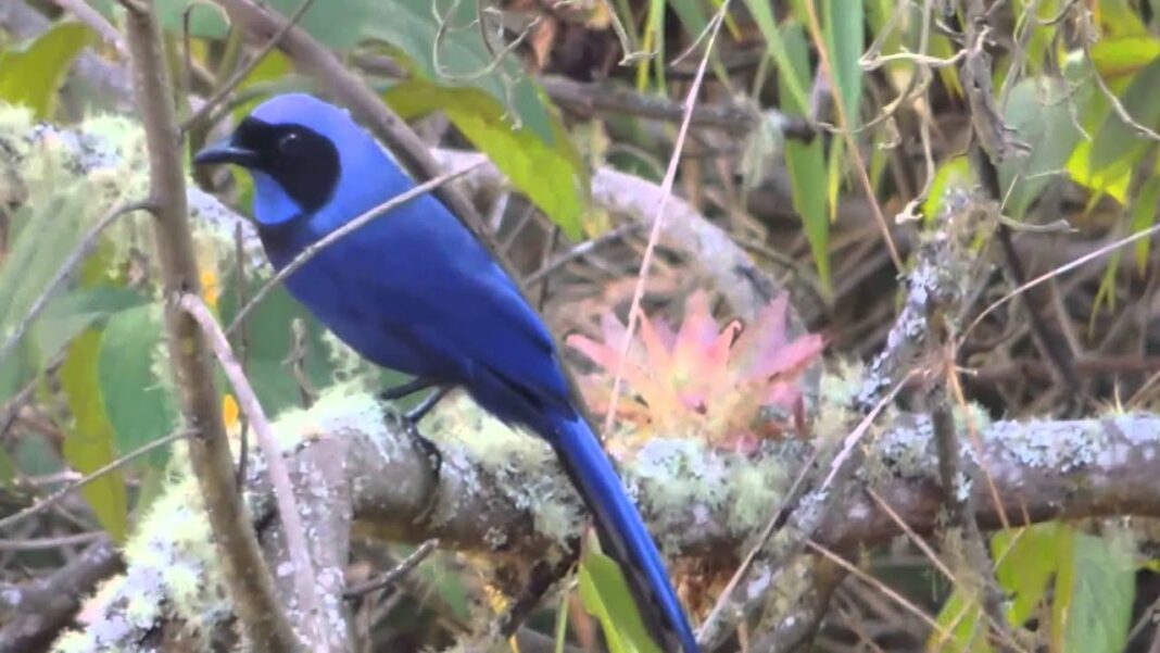 Mérida conteo aves