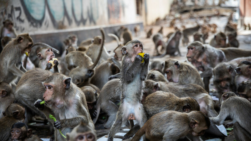 200 Macacos escapan jaula Lop Buri