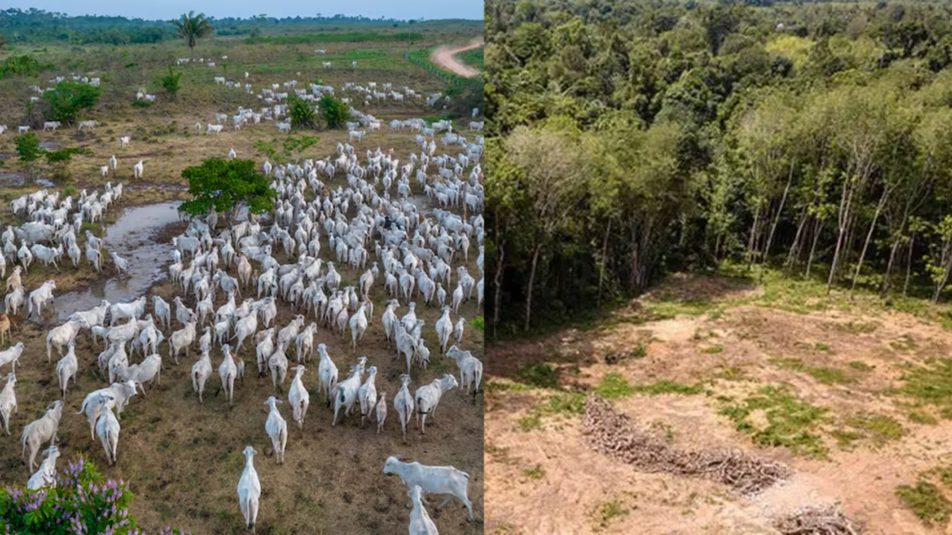 Estados agroganaderos protecciones forestales