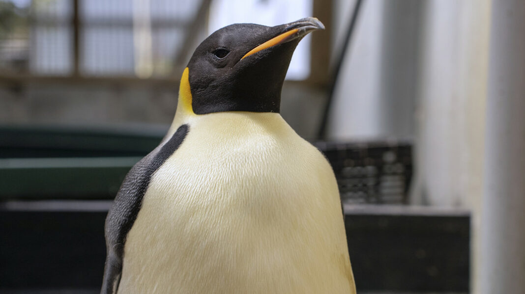 Pingüino emperador Antártida Australia