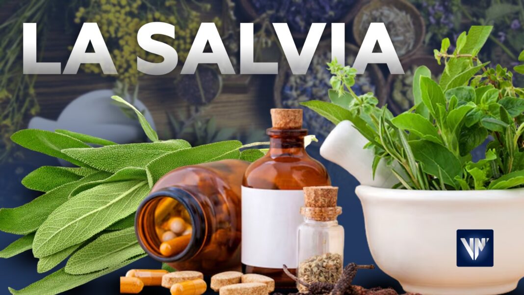 La Salvia propiedades medicinales impacto en la salud