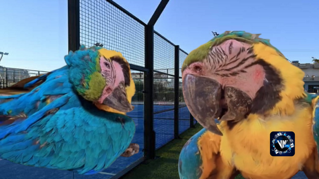 Pádel canchas muerte guacamaya