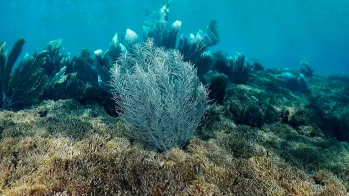 coral invasor mares venezolanos
