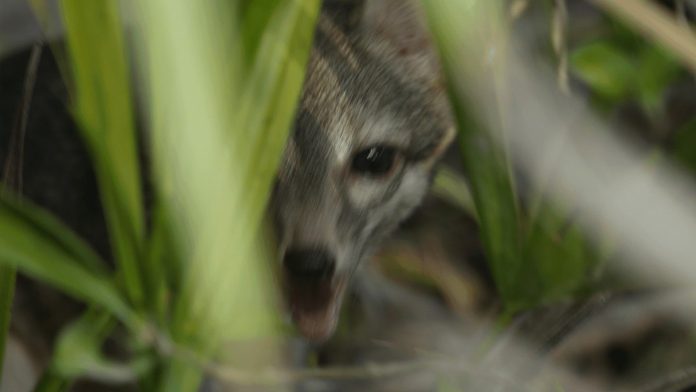 ESPECIE EXTINTA