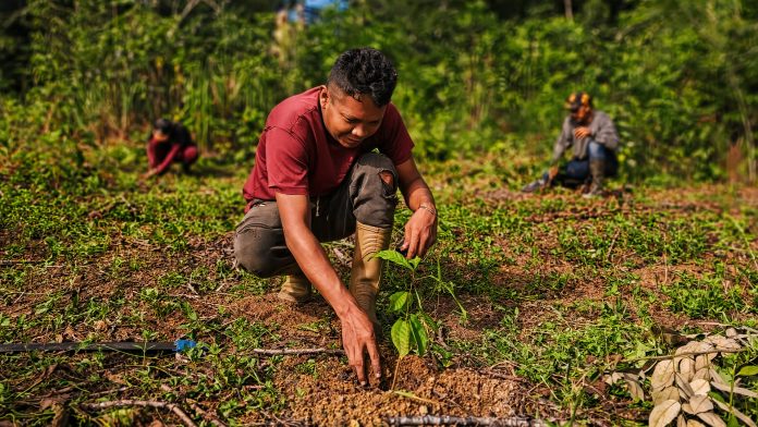Avanza reforestación en Amazonas con la siembra de 4.500 árboles en el río Cataniapo Amazonas Cataniapo