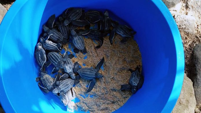 Liberan 13 tortuguillos cardón en las costas de La Guaira Liberan 13 tortuguillos cardón en las costas de La Guaira