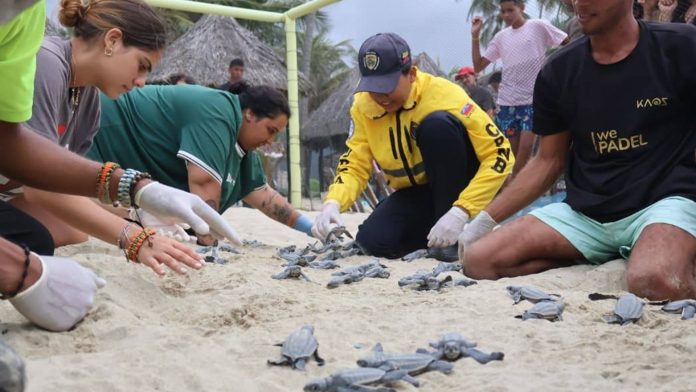 Nacimiento tortugas Carabobo